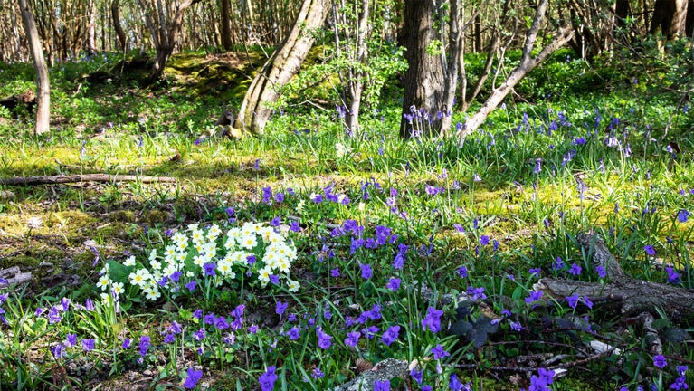 Scathes Wood in Spring Paul Simons